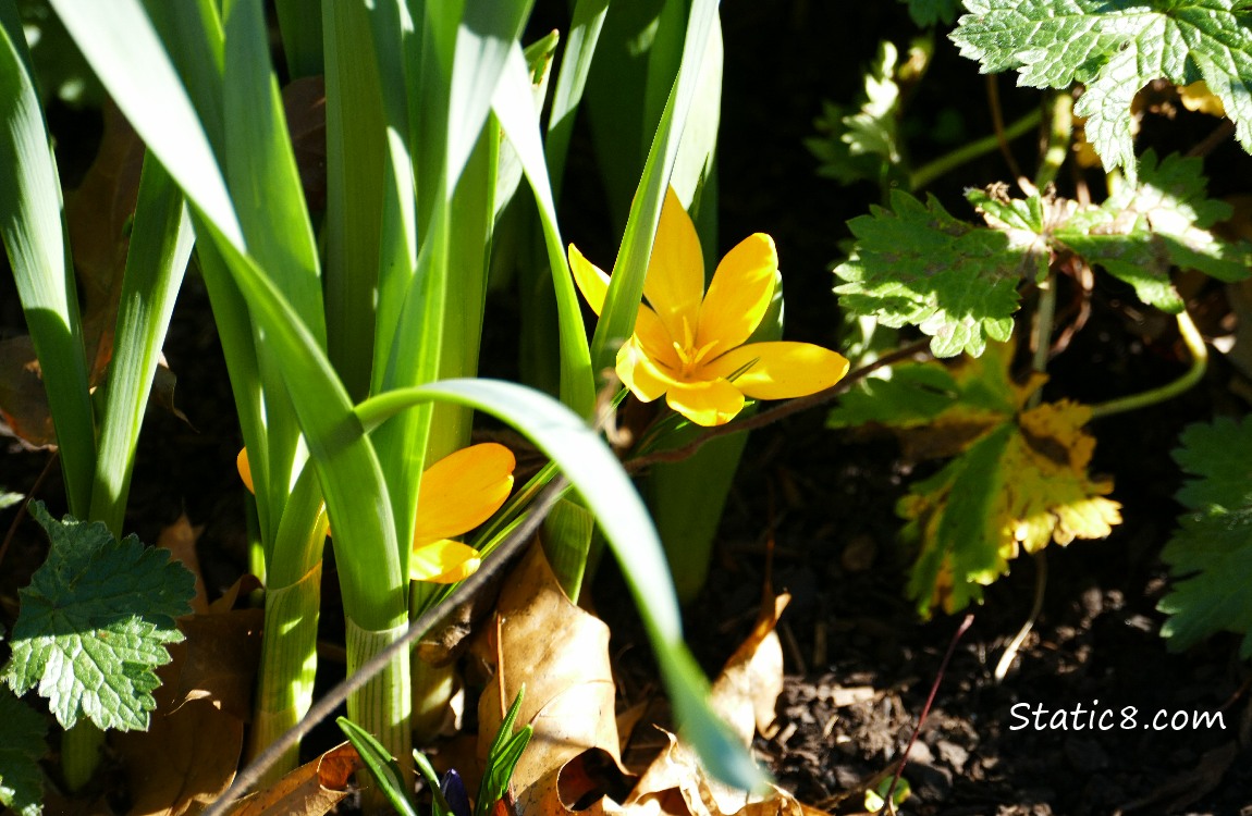 Yellow Crocus blooming