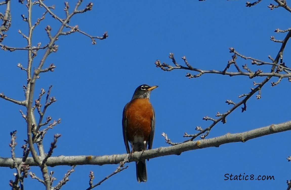 American Robin