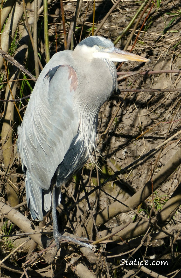 Great Blue Heron, napping in the sun