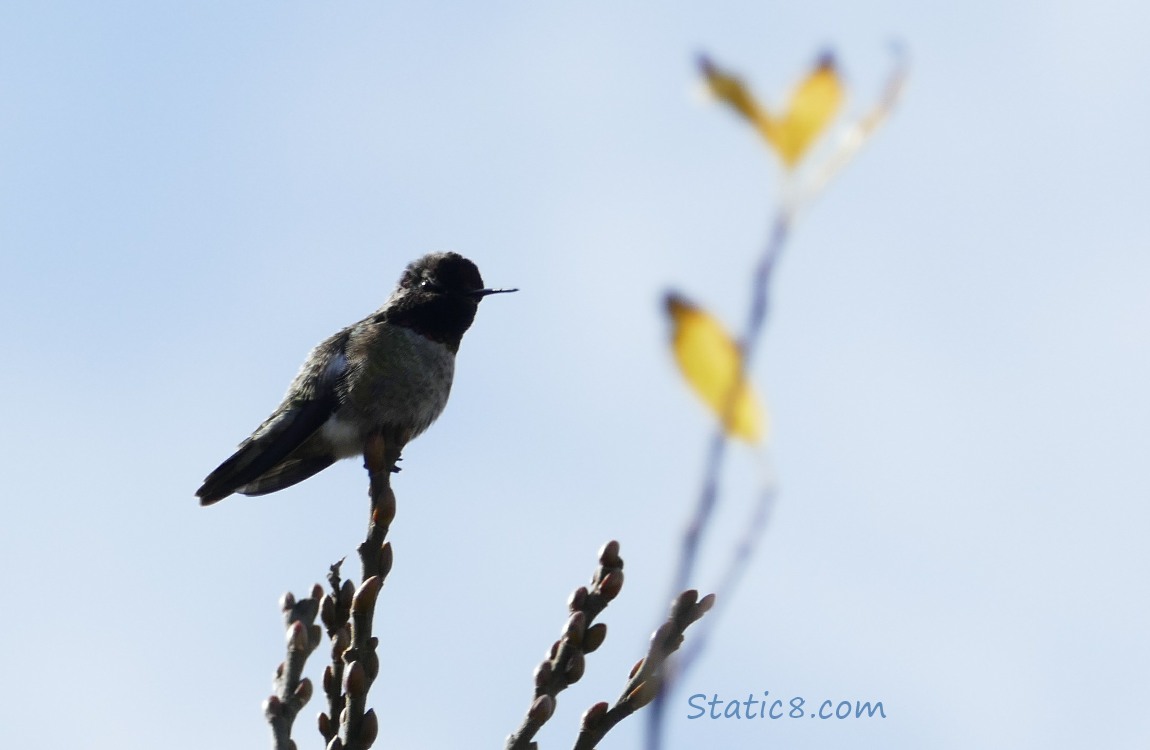 Male Anna Hummingbird mostly a silhouette