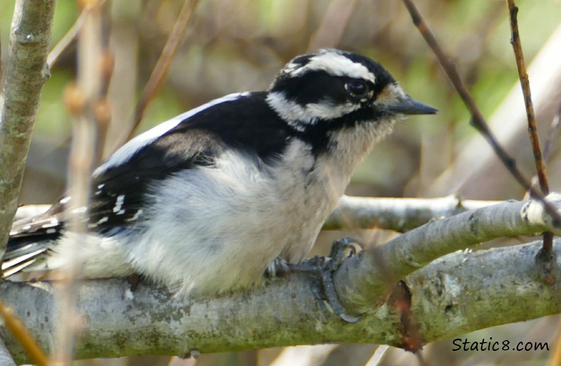 Female Downy Woodpecker