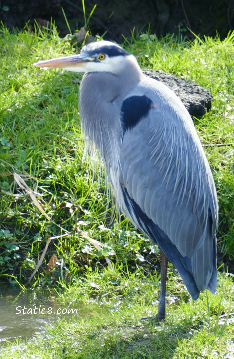 Great Blue Heron, standing on the grass