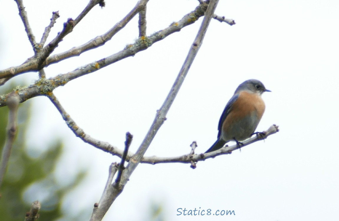 Western Bluebird