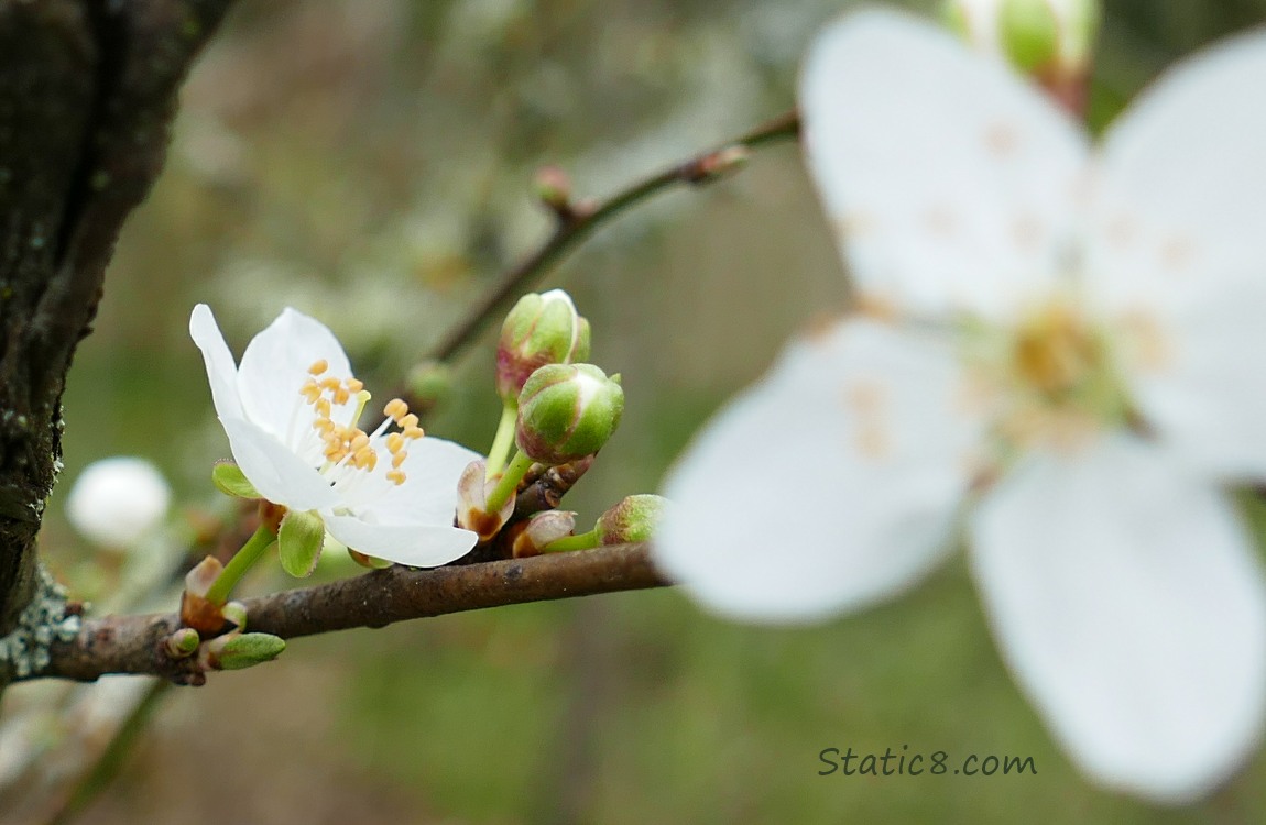 Cherry Blossoms