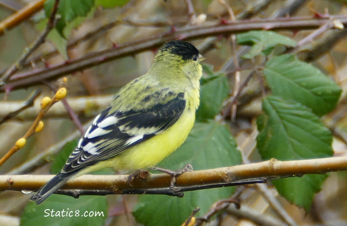 Lesser Goldfinch, head turned away