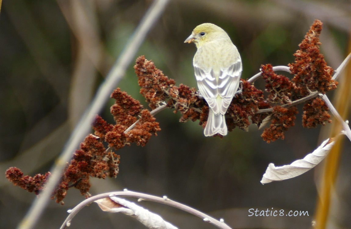 Lesser Goldfinch eating