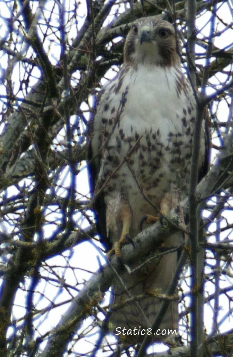 Red Tail Hawk up in a tree