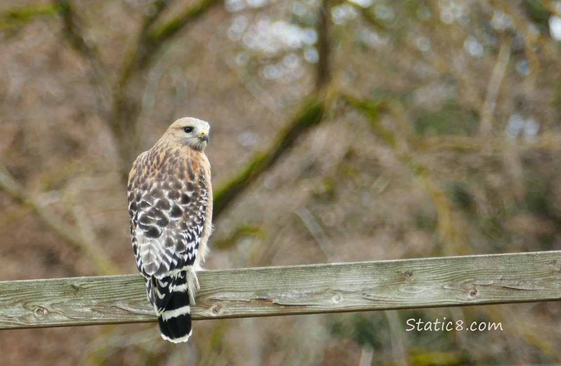 Red Shoulder Hawk standing on a fence