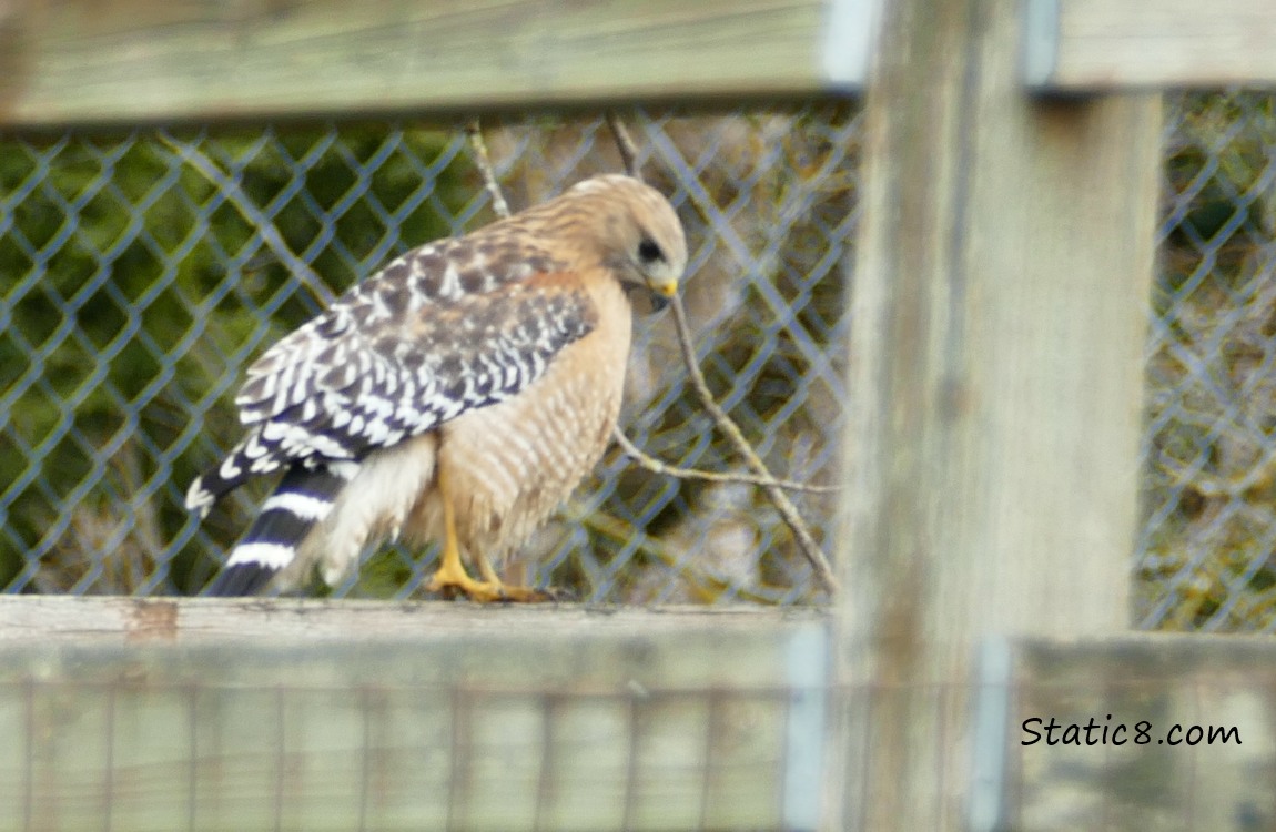 Red Shoulder Hawk