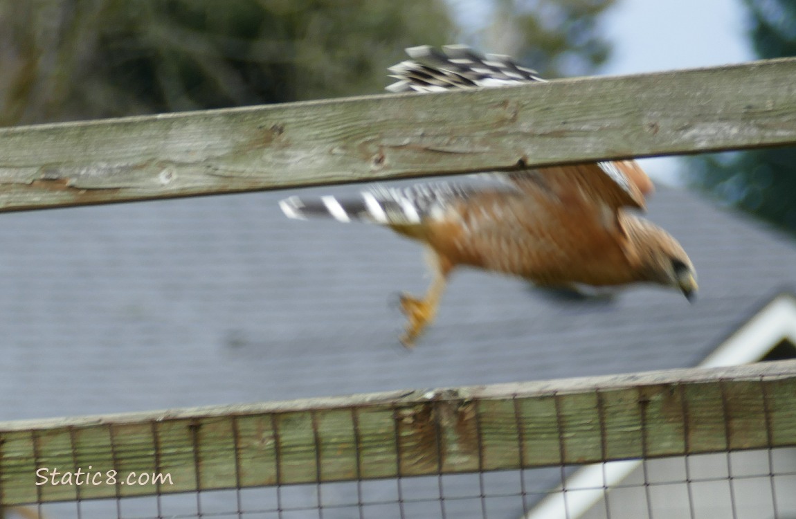 Red Shoulder Hawk flying down from the fence