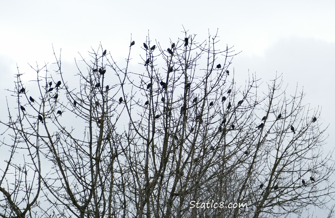 Silhouettes of a flock of Starlings up in bare branches.