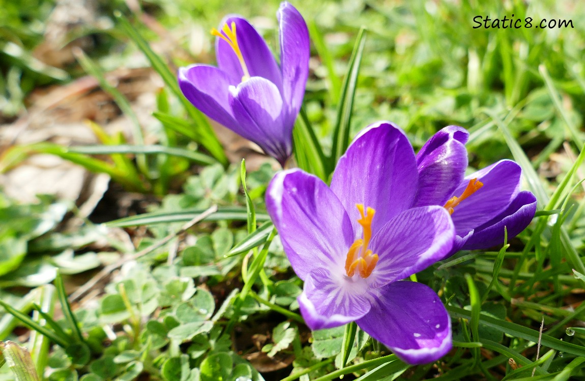 Purple Crocuses in grass