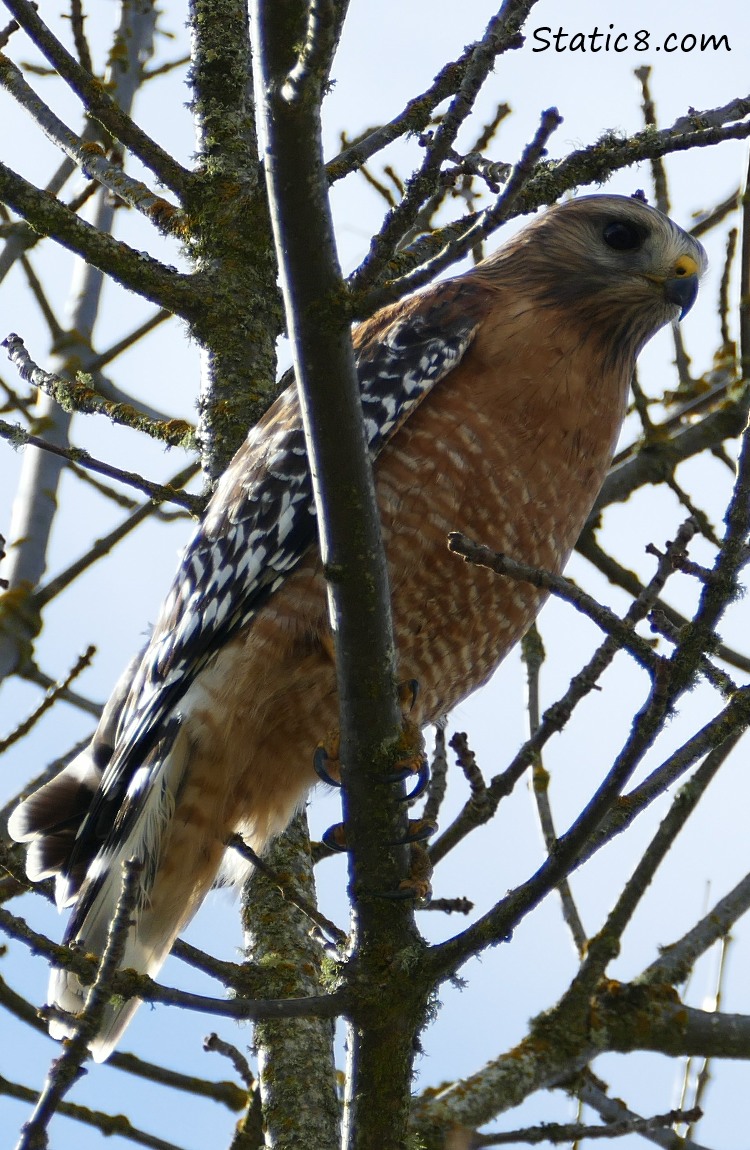 Red Shoulder Hawk up in a tree