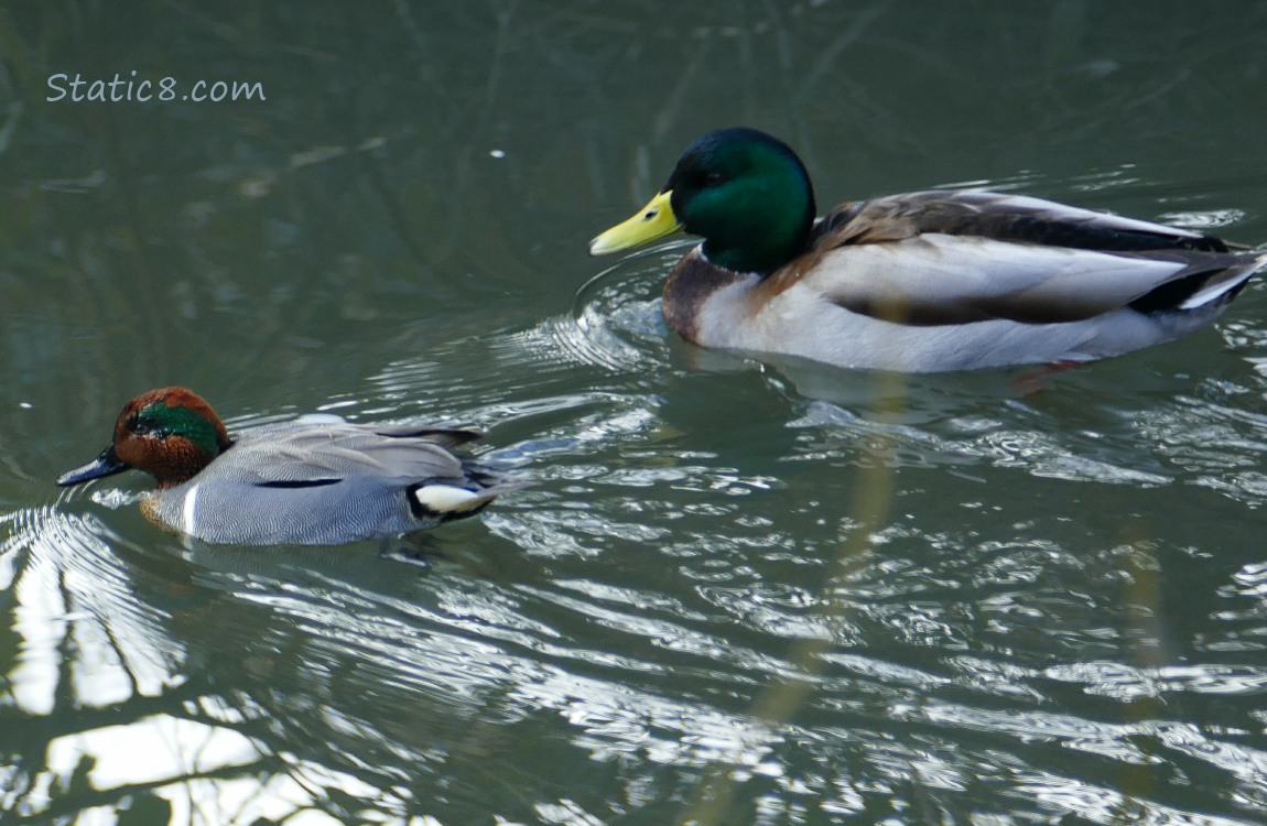 male Green Wing Teal and male Mallard in the water