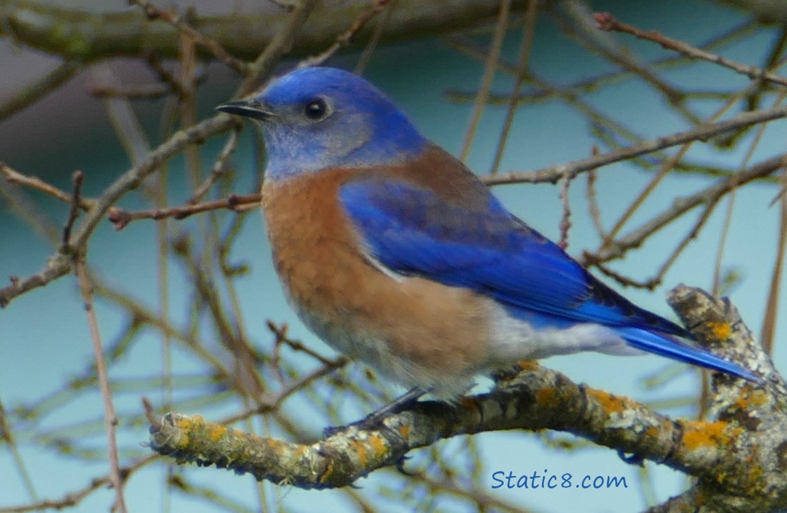 Western Bluebird in a tree