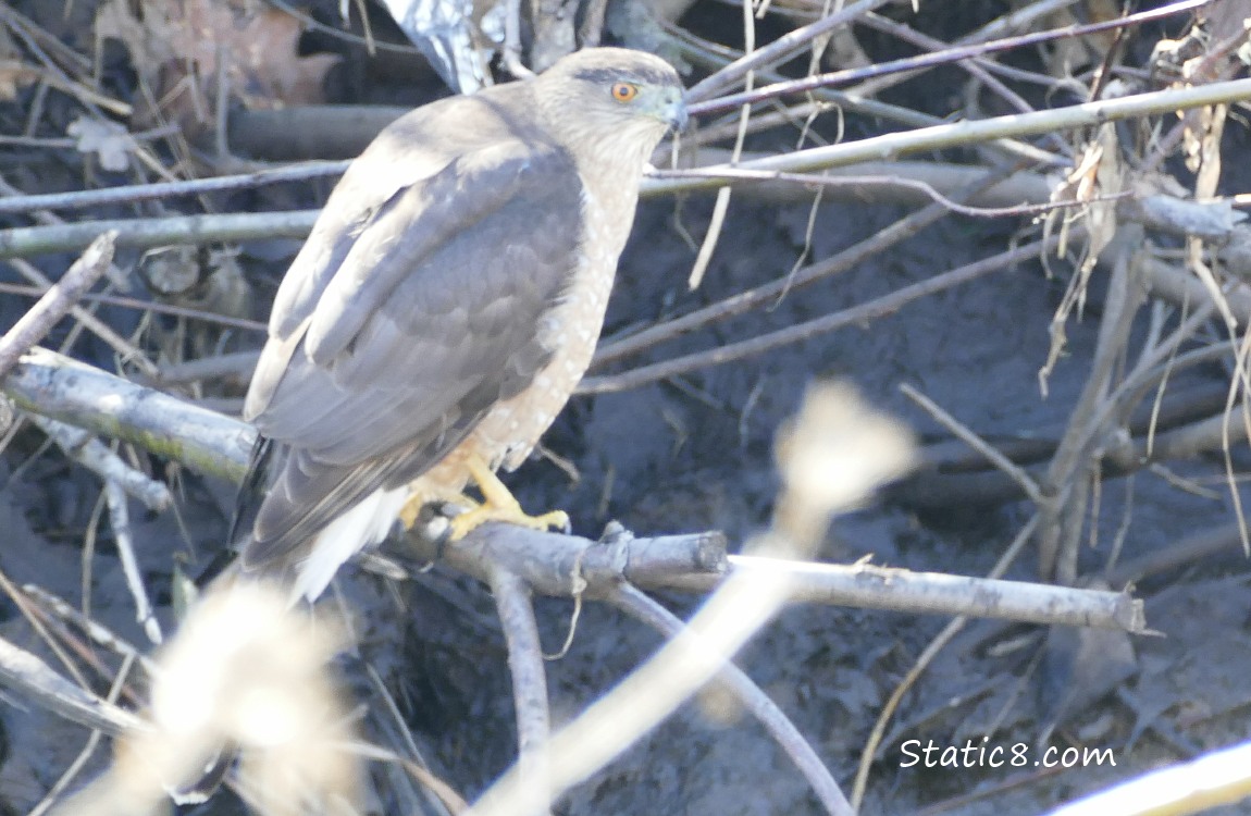 Cooper Hawk