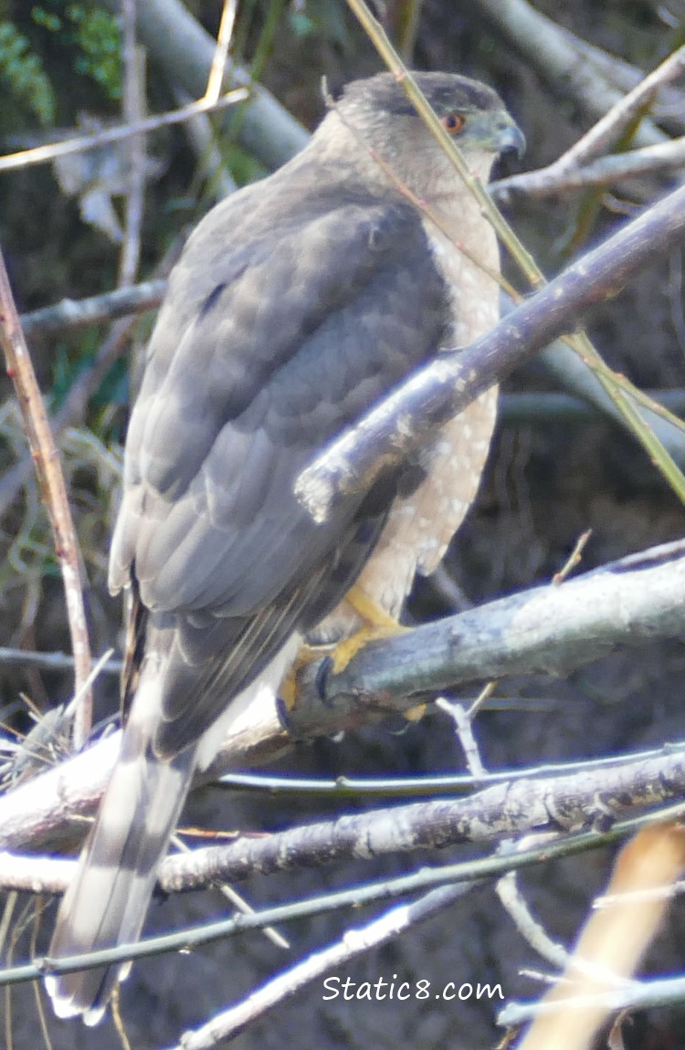 Cooper Hawk