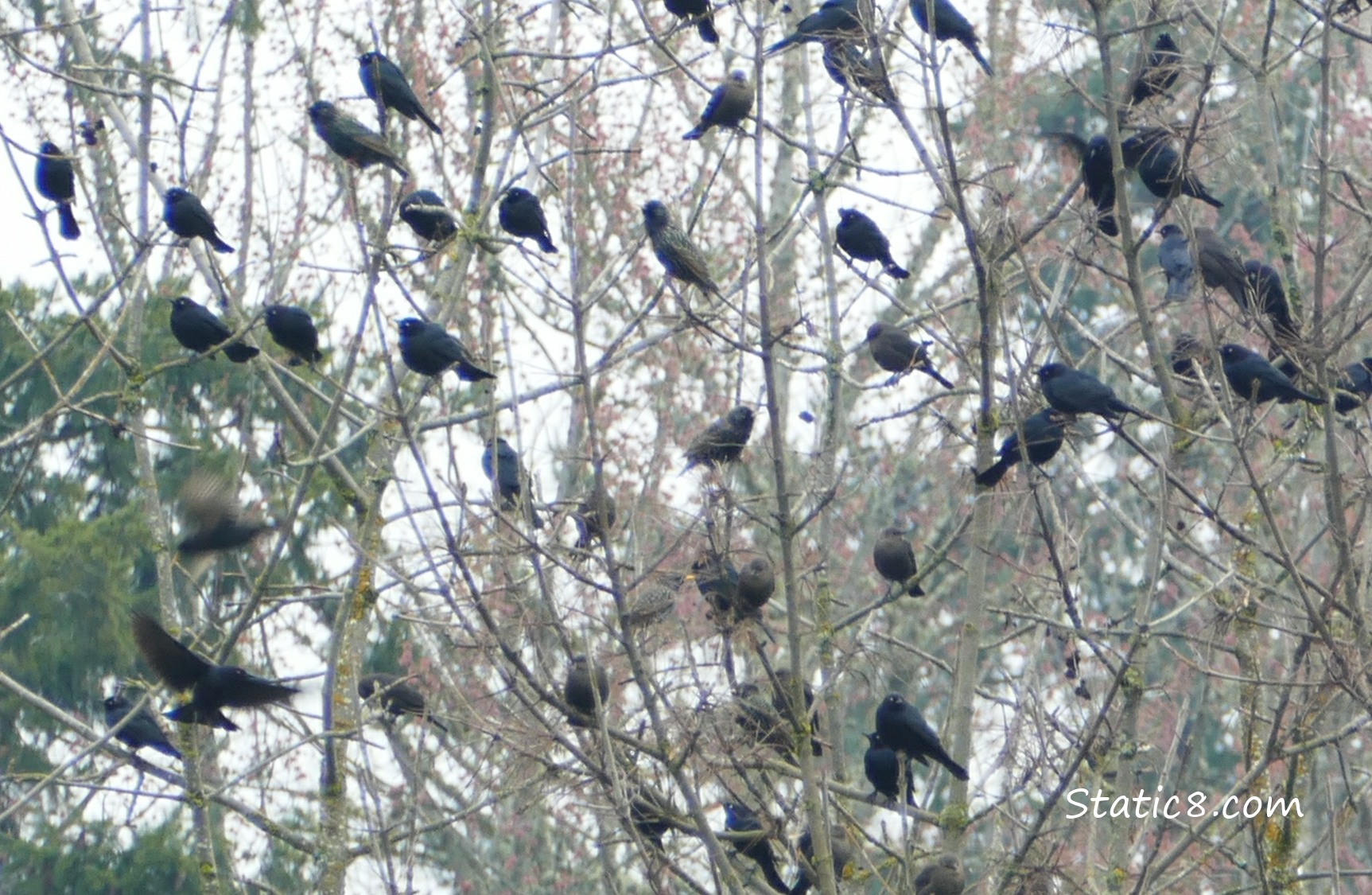Starlings and Brewer Blackbirds in a tree