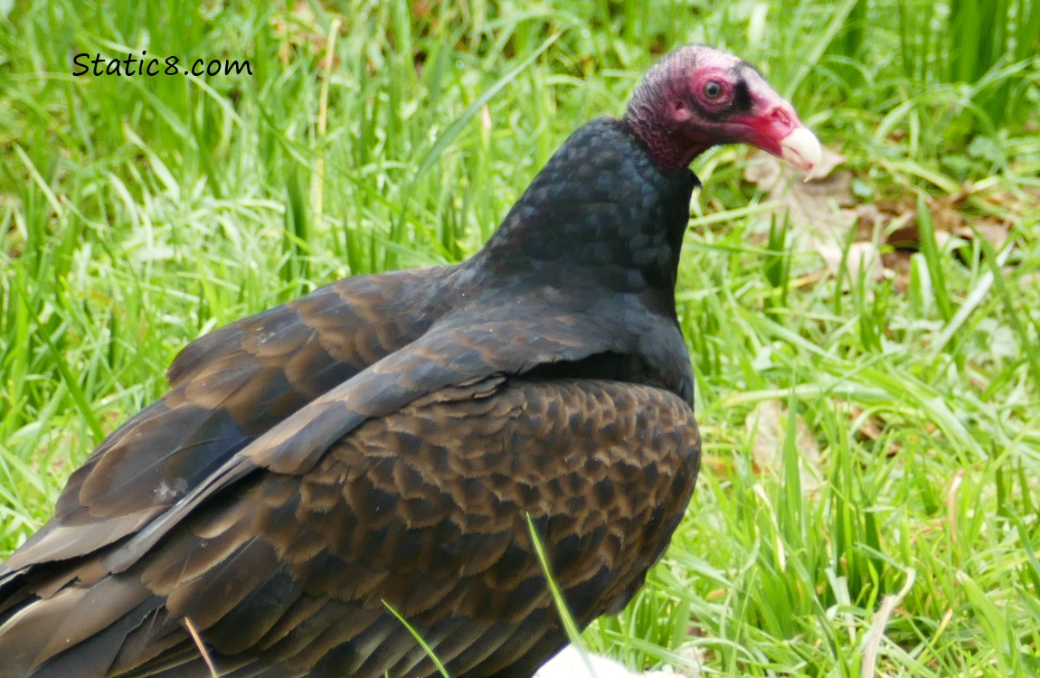 Turkey Vulture