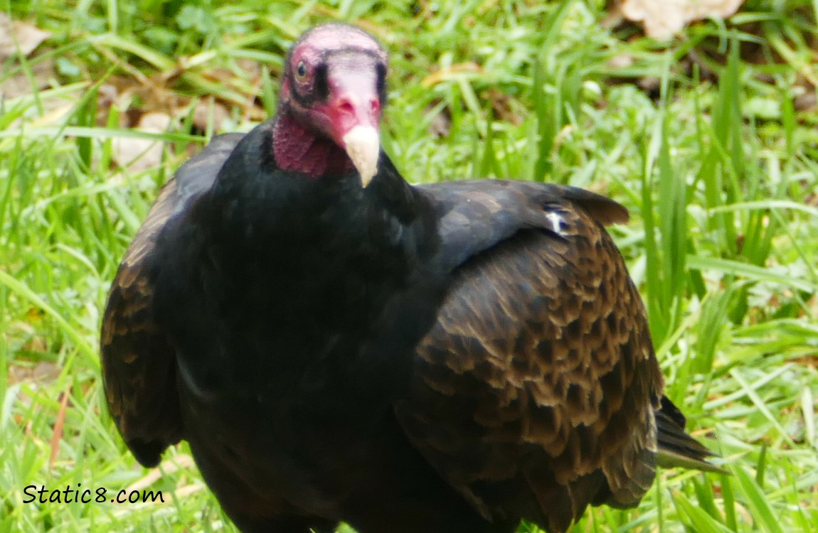 Turkey Vulture