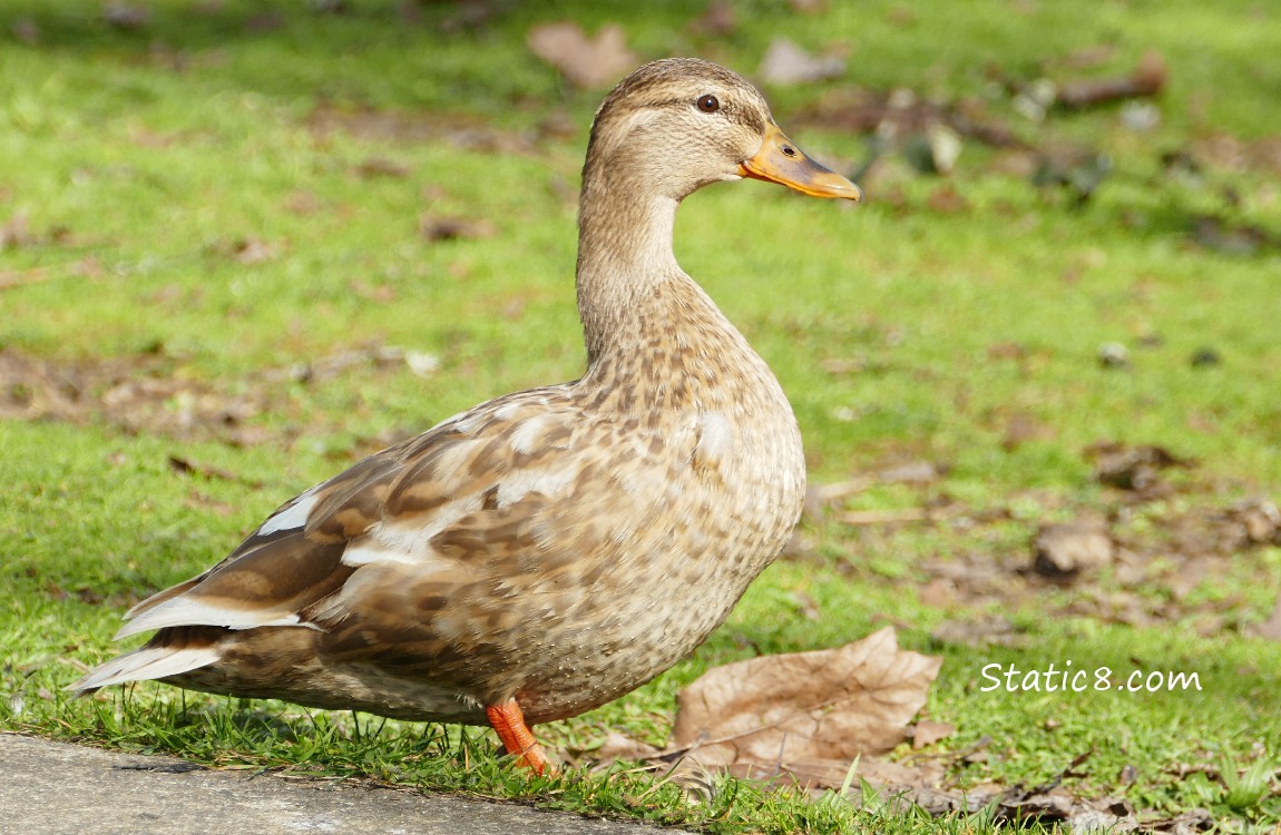 A blond female mallard