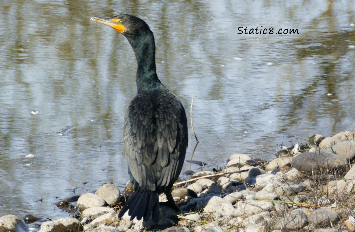 Double Crested Cormorant standing near the water