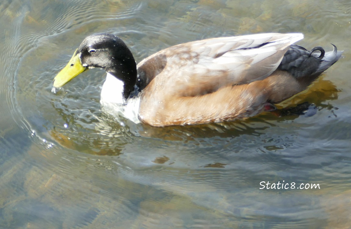 Manky Mallard down in the water