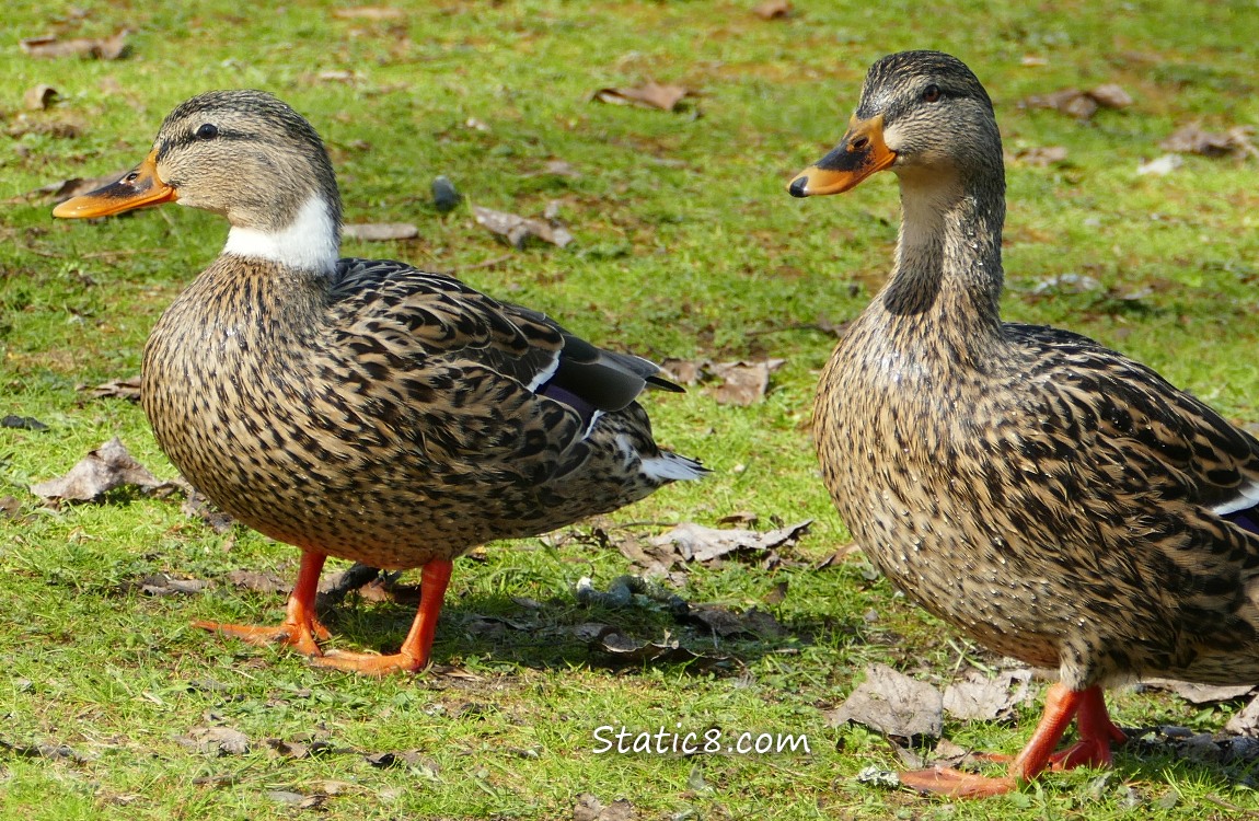 Female Mallard with a white collar, next to a normal coloured female