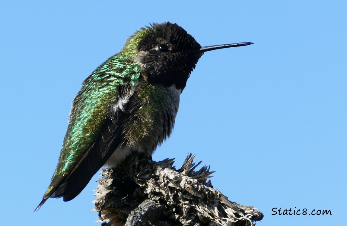 Anna Hummingbird