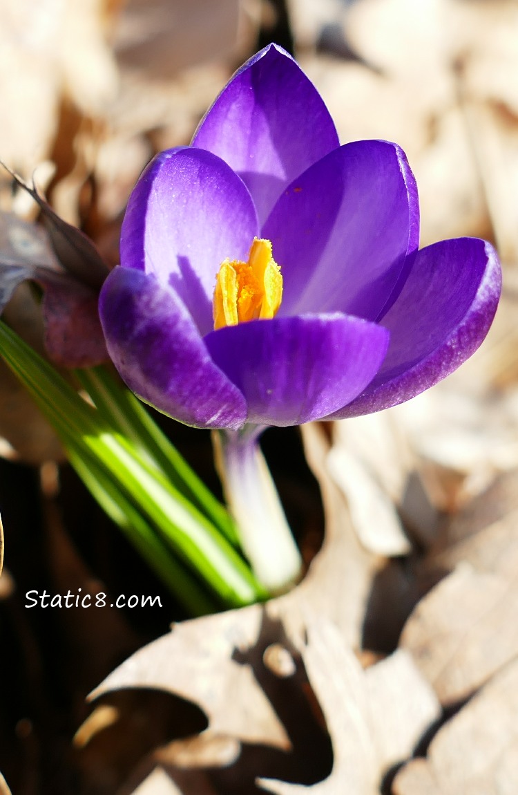 Crocus bloom