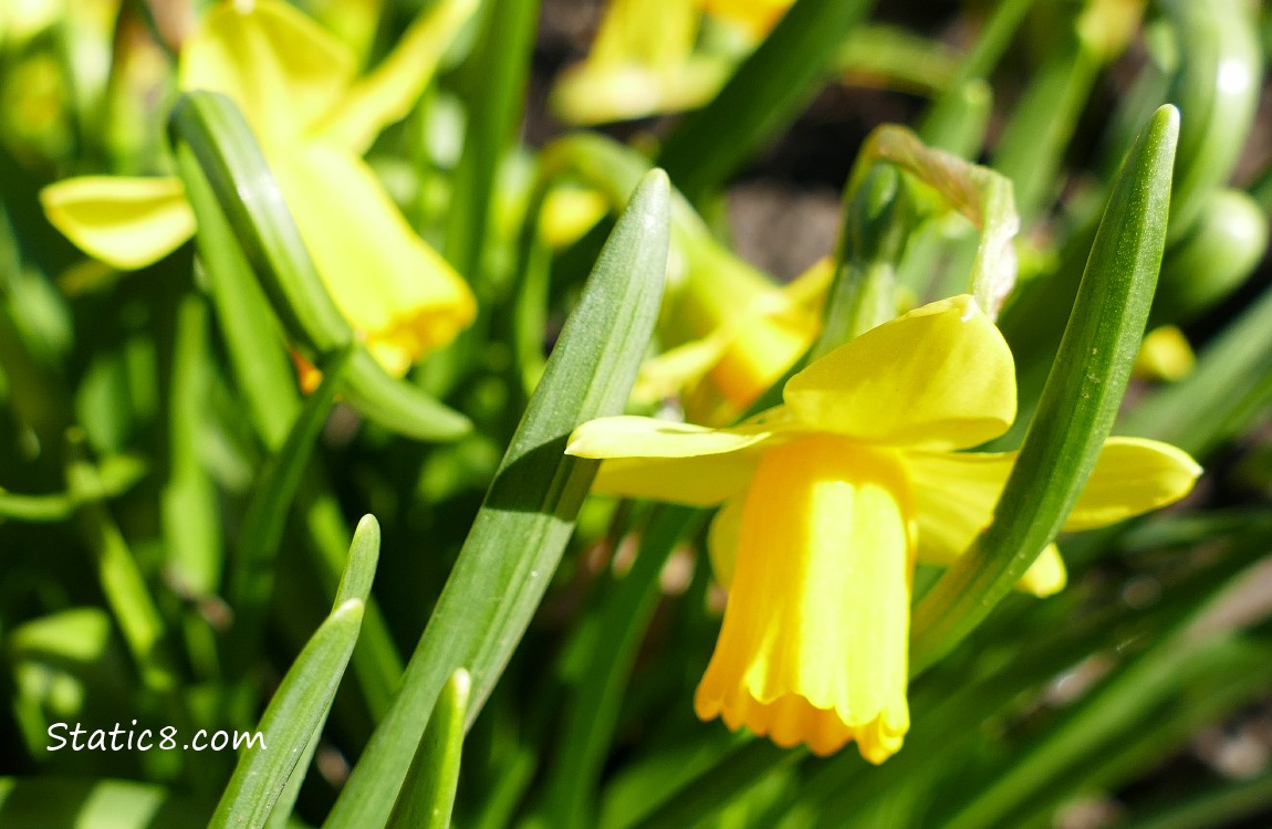 Daffodiles