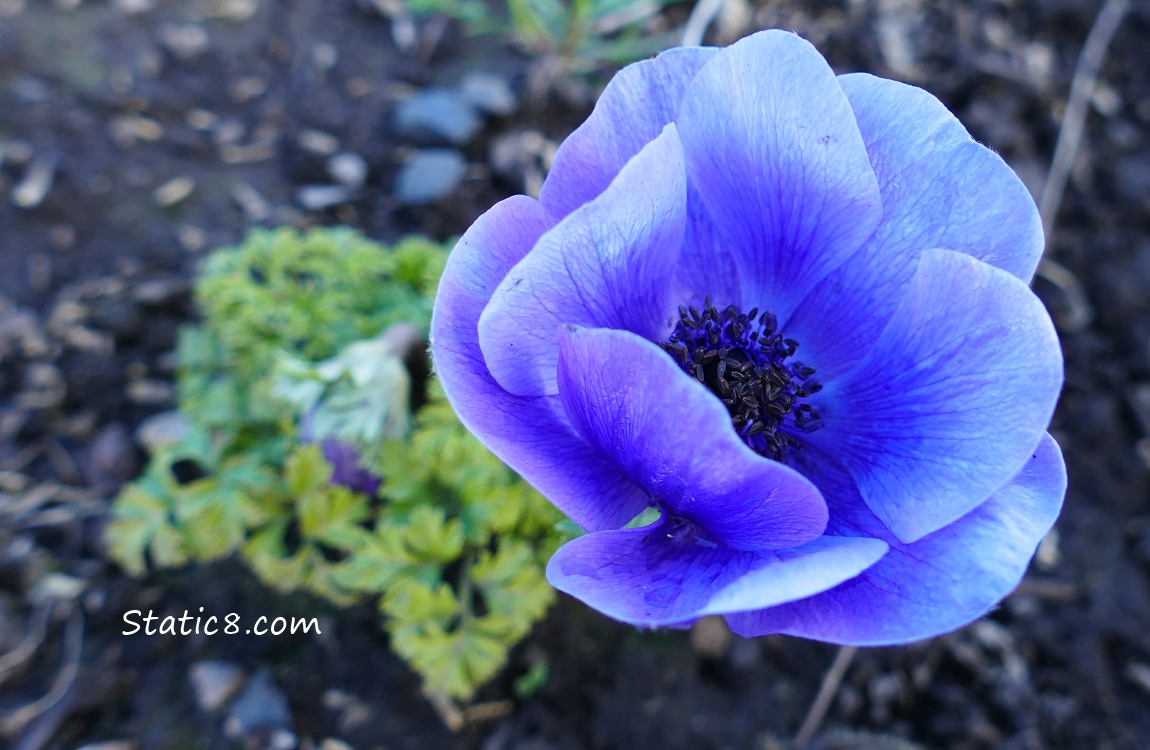 Unknown purple flower