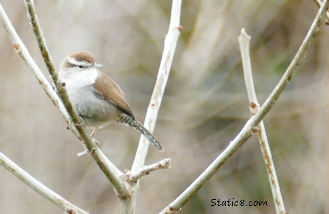 Bewick Wren standing on a stick