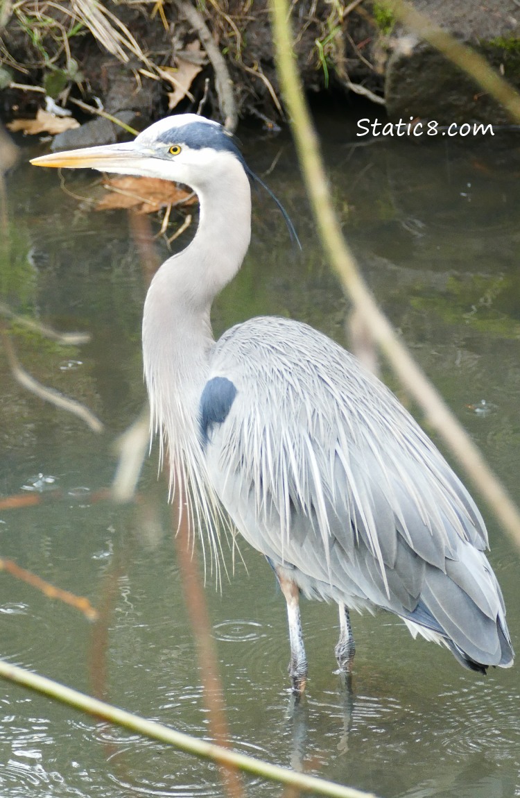 Great Blue Heron