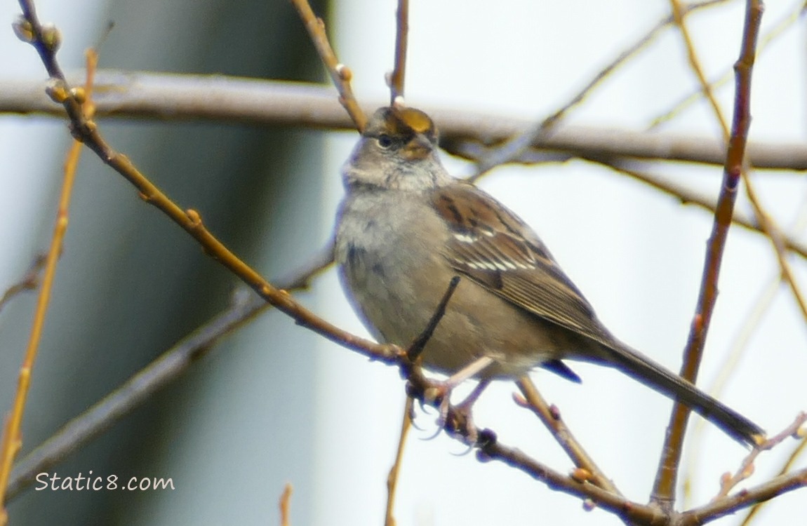 Golden Crowned Sparrow