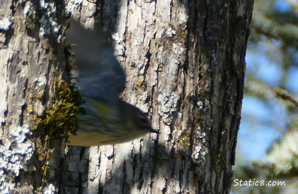 Blurry pic of a Townsend Warbler starting to fly away