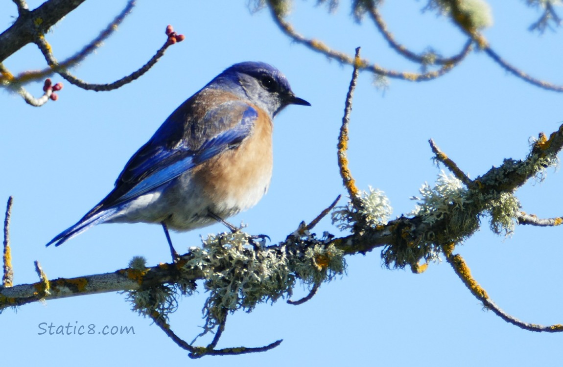 Western Bluebird