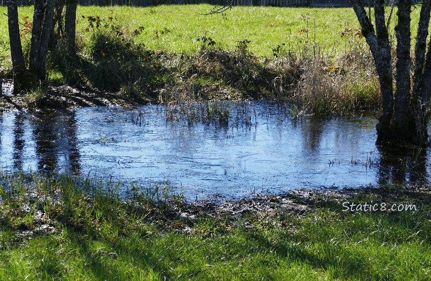 ice covering a puddle in the grass