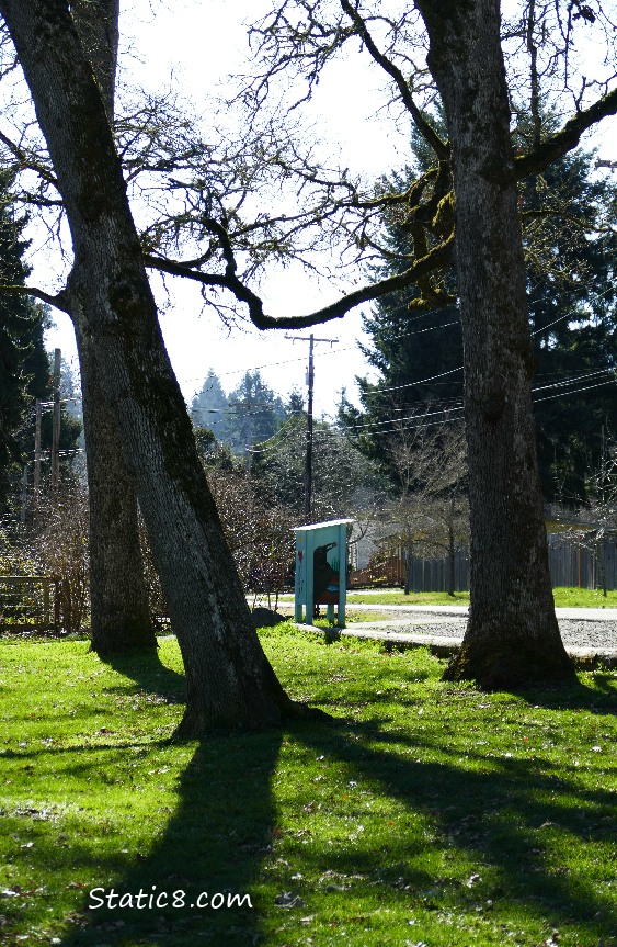 Little Free Pantry, seen thru the park