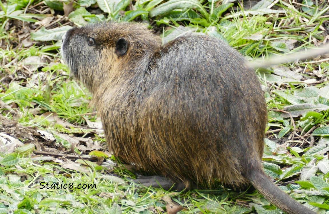 Nutria in the grass