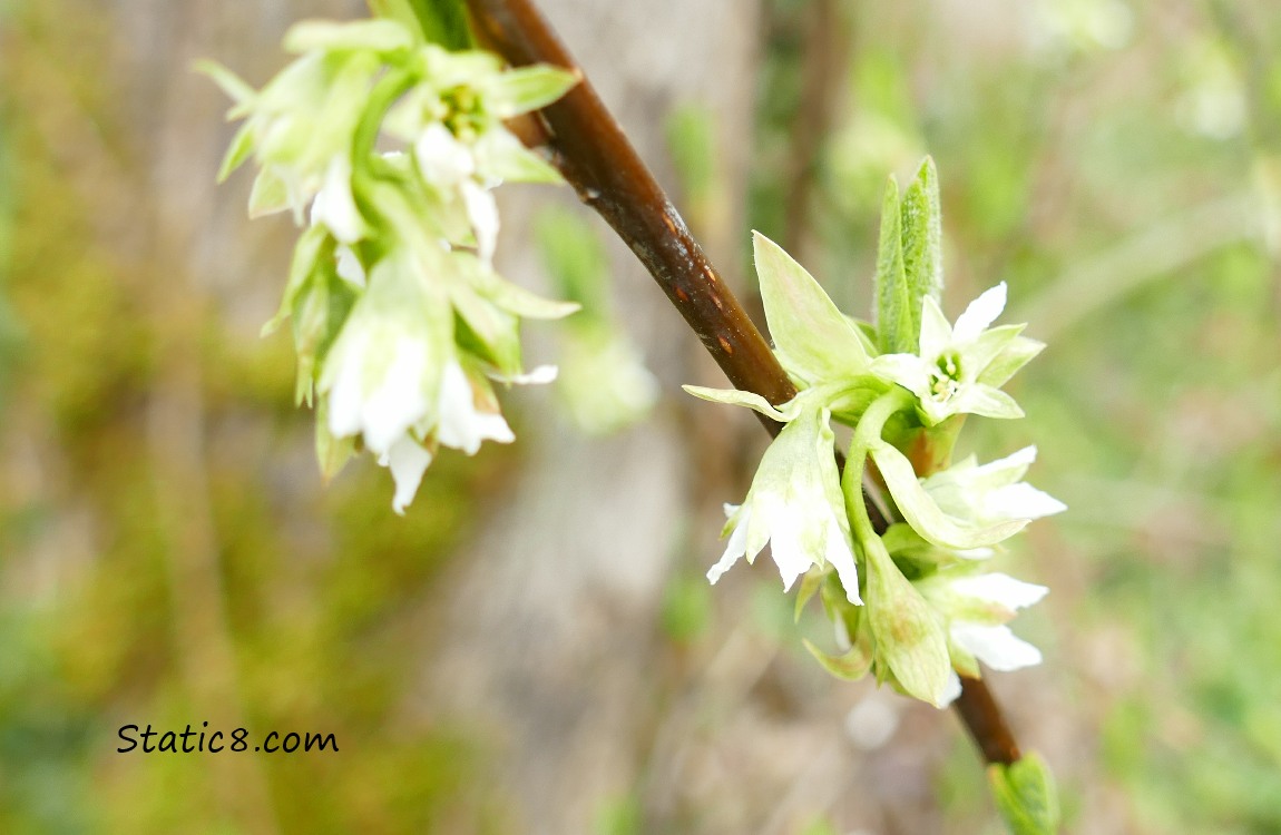 Osoberry Blooms