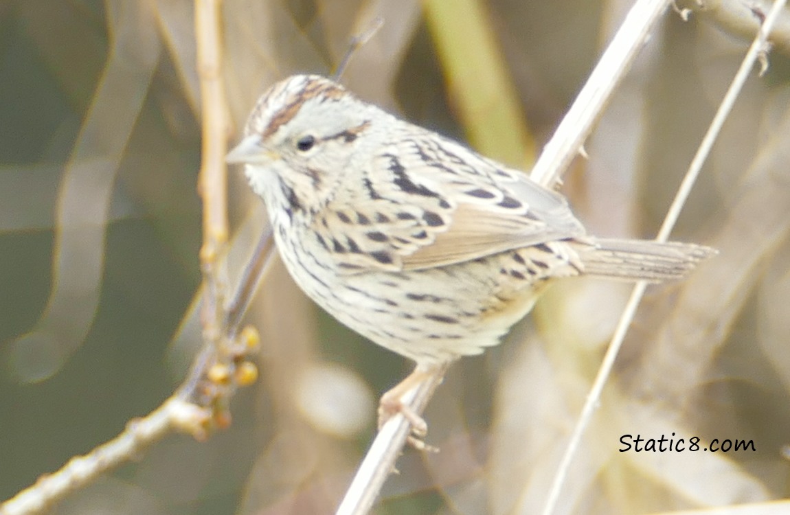 White Throat Sparrow on a branch