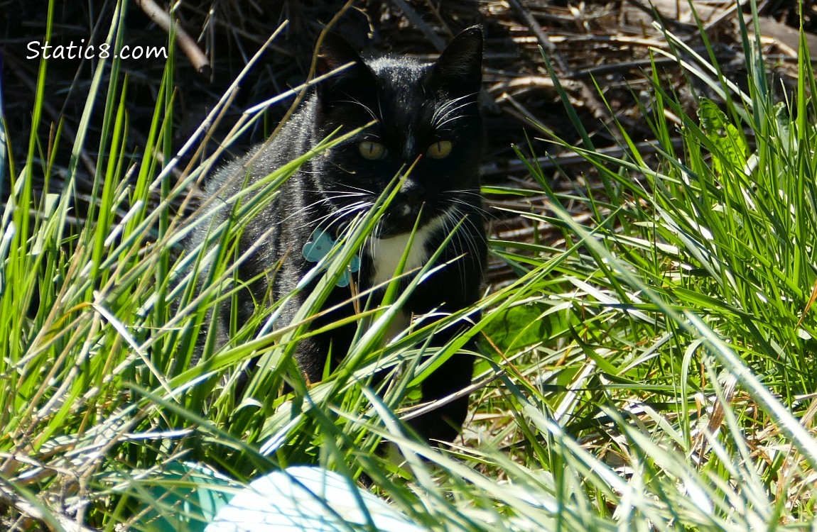 Blazy the Bike Path Ambassador, tuxedo cat in the grass