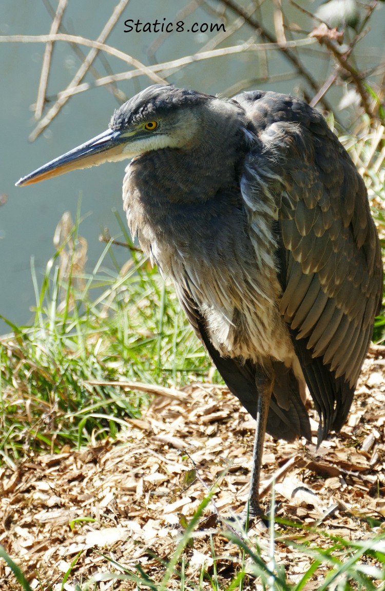 Great Blue Heron, standing on one leg