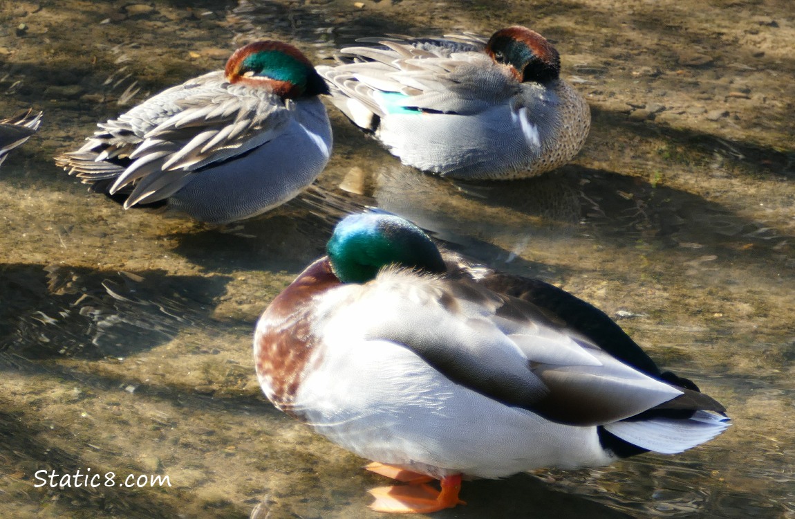 Two male Green Wing Teals and a male Mallard, all with their heads tucked down