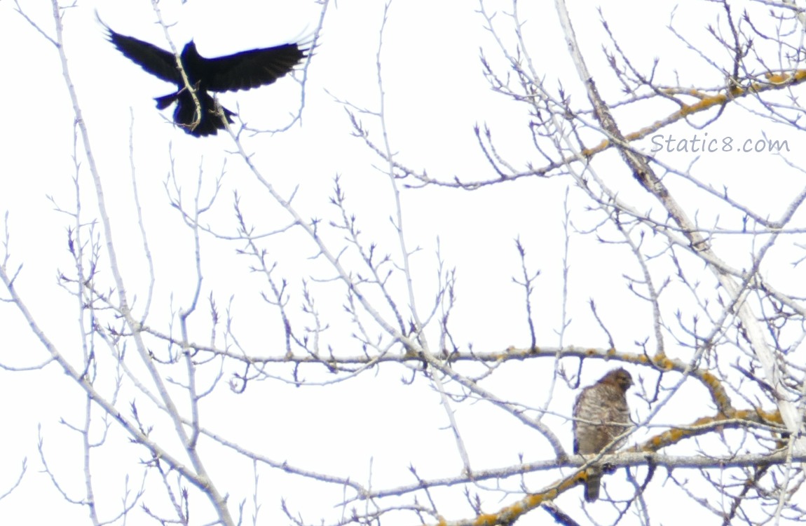 Crow flying above a Red Shoulder Hawk sitting in a tree