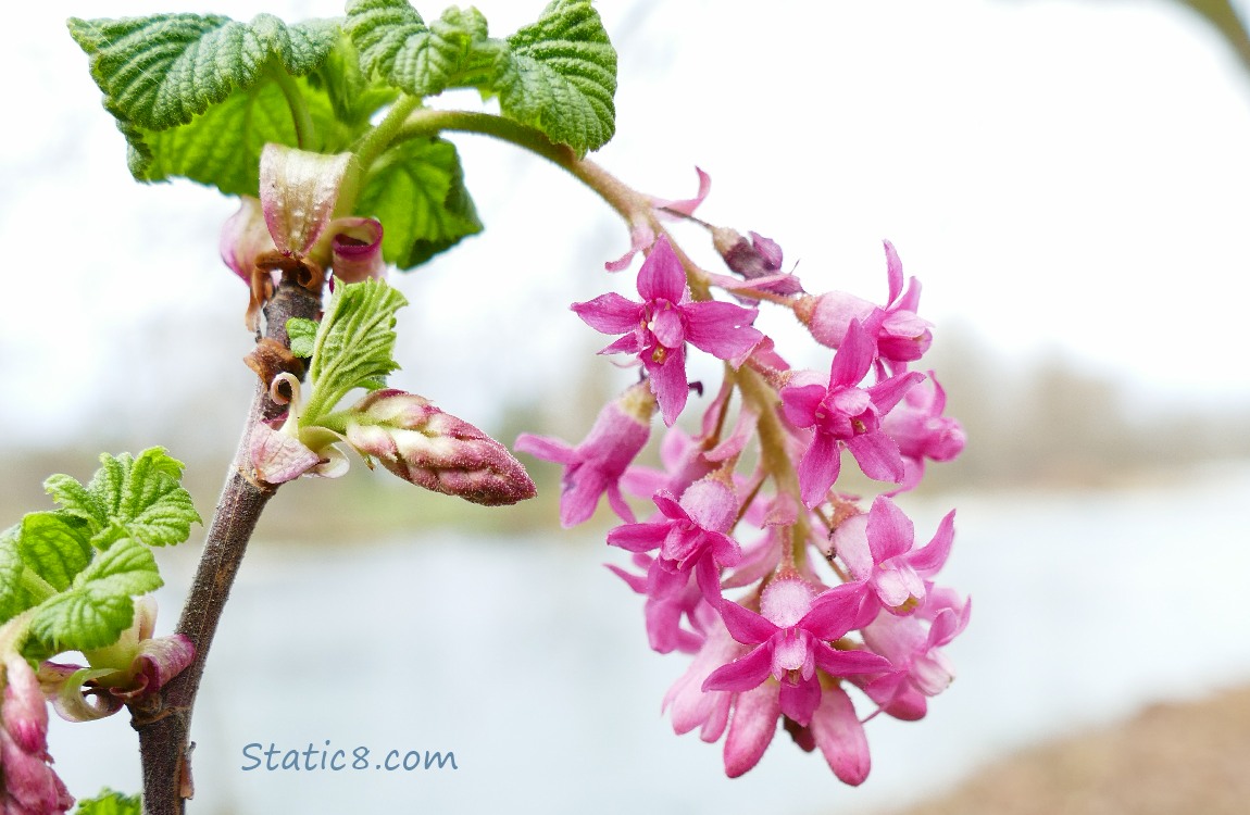 Red Flowering Currant