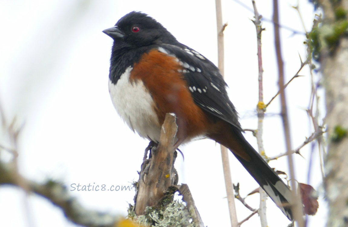 Spotted Towhee