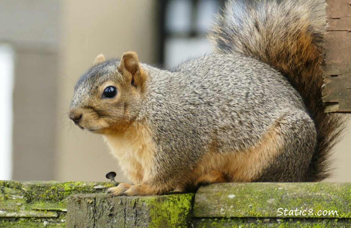 Easter Fox Squirrel sitting on the top of a fence