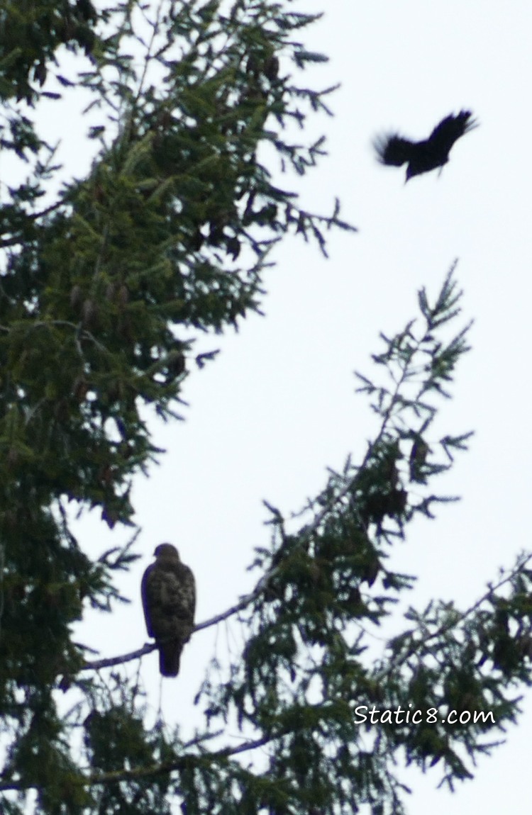 Silhouette of a Hawk in a tree being mobbed by a Crow